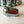 Chrome Radius Seat Wheel Nut 12mm x 1.5 x 35mm Height